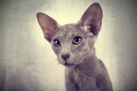 Image result for poes