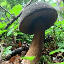 Attēlu rezultāti vaicājumam “Porphyrellus porphyrosporus”