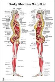 Image result for body midline