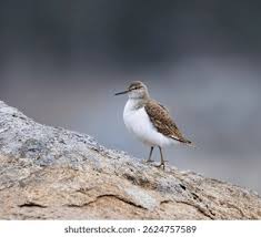 Attēlu rezultāti vaicājumam “Actitis hypoleucos”