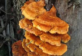 Attēlu rezultāti vaicājumam “Pycnoporellus fulgens”