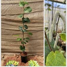 Attēlu rezultāti vaicājumam “Corylus avellana”