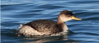 Attēlu rezultāti vaicājumam “Podiceps grisegena adult”