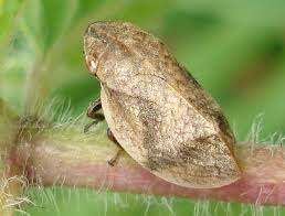 Attēlu rezultāti vaicājumam “Lepyronia coleoptrata”