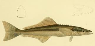 Image result for Rachycentron canadum