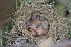 Attēlu rezultāti vaicājumam “Turdus philomelos nest”
