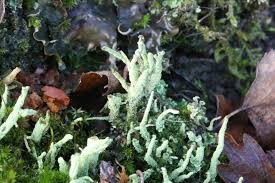 Attēlu rezultāti vaicājumam “Cladonia ramulosa”