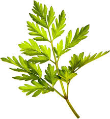 Image result for Anthriscus cerefolium