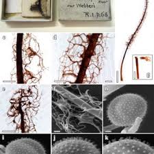Attēlu rezultāti vaicājumam “Symphytocarpus flaccidus stalked”