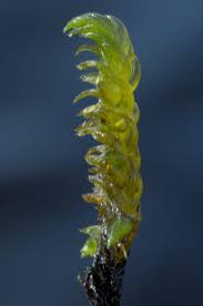 Attēlu rezultāti vaicājumam “Hamatocaulis lapponicus”