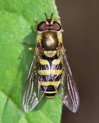 Attēlu rezultāti vaicājumam “Syrphus sp.”