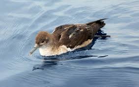 Image result for Puffinus puffinus