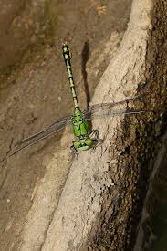 Attēlu rezultāti vaicājumam “Ophiogomphus cecilia”