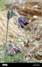 Attēlu rezultāti vaicājumam “Pulsatilla pratensis”