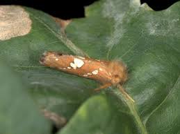 Attēlu rezultāti vaicājumam “Phymatopus hecta”