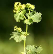 Attēlu rezultāti vaicājumam “Alchemilla subcrenata”