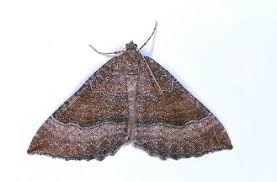 Attēlu rezultāti vaicājumam “Larentia clavaria”