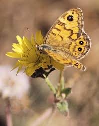 Attēlu rezultāti vaicājumam “Lasiommata petropolitana upperside”