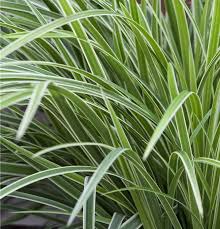 Attēlu rezultāti vaicājumam “Carex scandinavica”