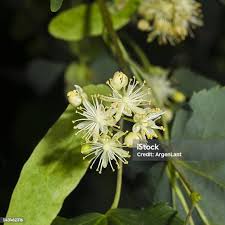 Attēlu rezultāti vaicājumam “Tilia cordata flower”