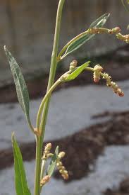 Attēlu rezultāti vaicājumam “Atriplex patula fruit”