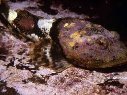 Image result for Myoxocephalus scorpioides