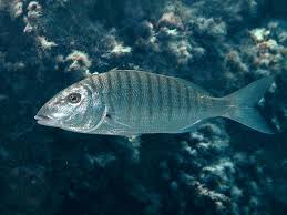 Image result for Lithognathus mormyrus