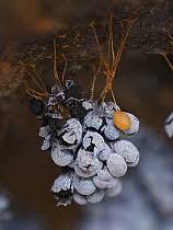 Attēlu rezultāti vaicājumam “Badhamia utricularis plasmodium”