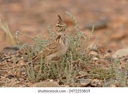 Attēlu rezultāti vaicājumam “Galerida cristata adult”