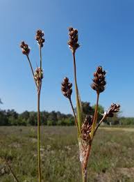 Attēlu rezultāti vaicājumam “Luzula luzuloides fruit”