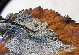 Attēlu rezultāti vaicājumam “Diderma cingulatum”