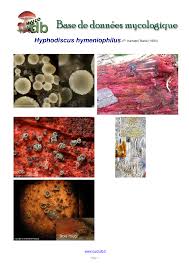 Attēlu rezultāti vaicājumam “Hyphodiscus hymeniophilus”