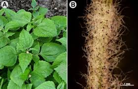 Attēlu rezultāti vaicājumam “Galinsoga quadriradiata”