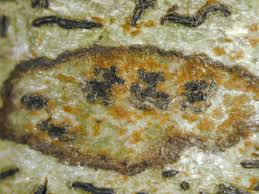 Attēlu rezultāti vaicājumam “Arthonia spadicea”