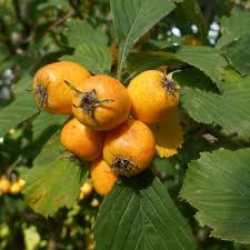 Attēlu rezultāti vaicājumam “Crataegus x macrocarpa fruit”