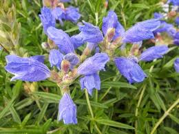 Attēlu rezultāti vaicājumam “Dracocephalum ruyschiana flower”