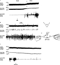Central Neural Control of Respiration and Circulation During ...