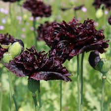 Image result for Papaver somniferum