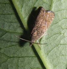 Attēlu rezultāti vaicājumam “Dichrorampha simpliciana”