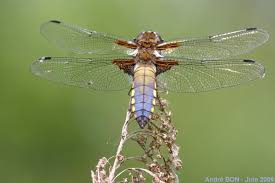 Attēlu rezultāti vaicājumam “Libellula depressa female”