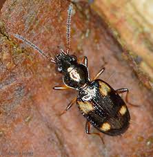 Attēlu rezultāti vaicājumam “Bembidion litorale”