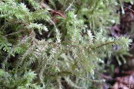 Attēlu rezultāti vaicājumam “Rhytidiadelphus triquetrus sporophyte”