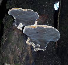 Attēlu rezultāti vaicājumam “Phellinus”