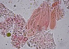 Attēlu rezultāti vaicājumam “Fellhanera subtilis”