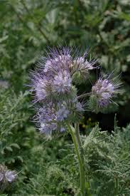 Attēlu rezultāti vaicājumam “Phacelia tanacetifolia flower”