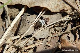 Attēlu rezultāti vaicājumam “Pogonocherus hispidulus”