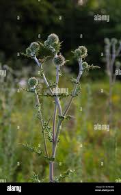 Attēlu rezultāti vaicājumam “Echinops sphaerocephalus leaf”