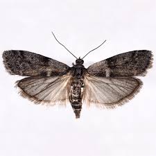 Attēlu rezultāti vaicājumam “Apomyelois bistriatella”