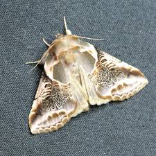 Attēlu rezultāti vaicājumam “Badhamiopsis scripta sessile”