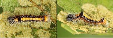 Attēlu rezultāti vaicājumam “Acronicta cuspis”